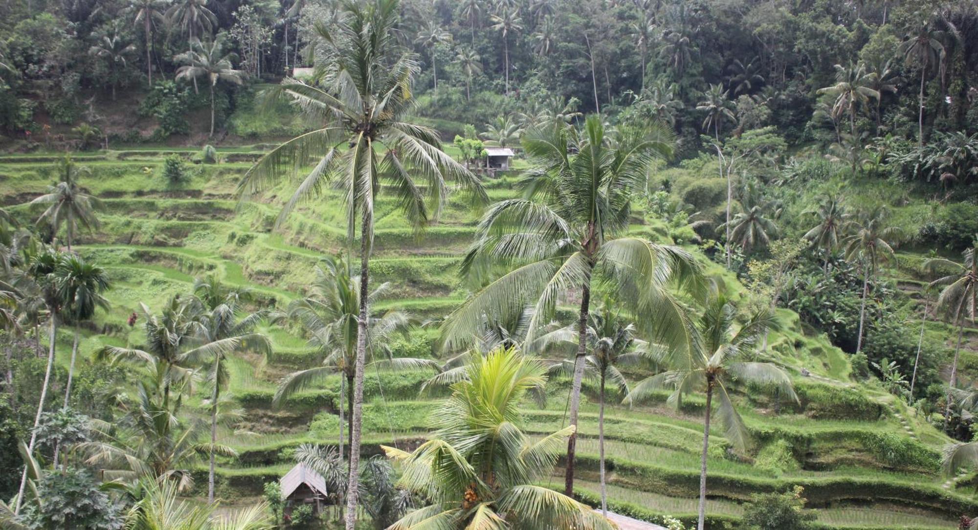 Sari Gong Guest House, A Trishula Collection Ubud Zewnętrze zdjęcie