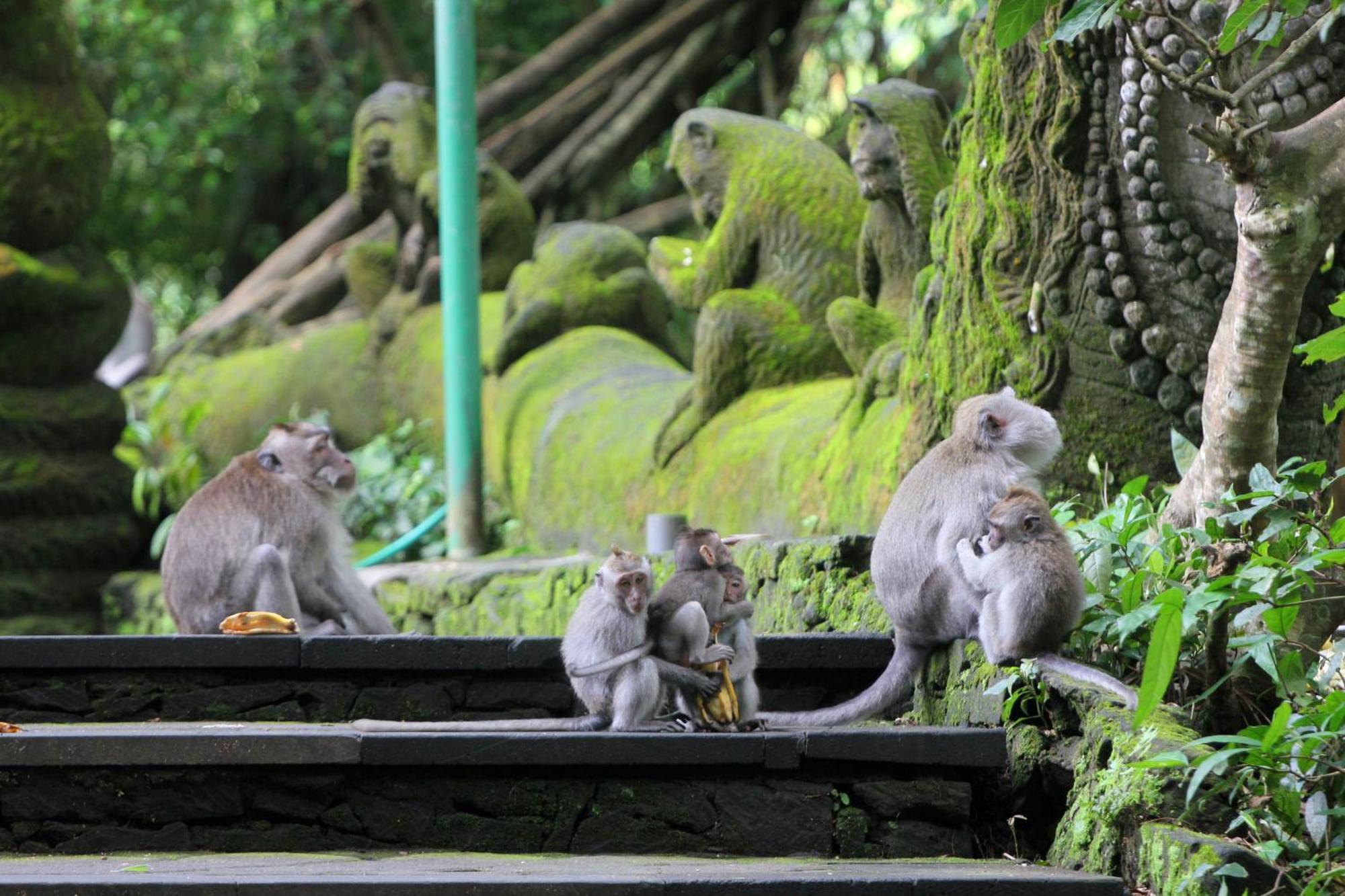 Sari Gong Guest House, A Trishula Collection Ubud Zewnętrze zdjęcie